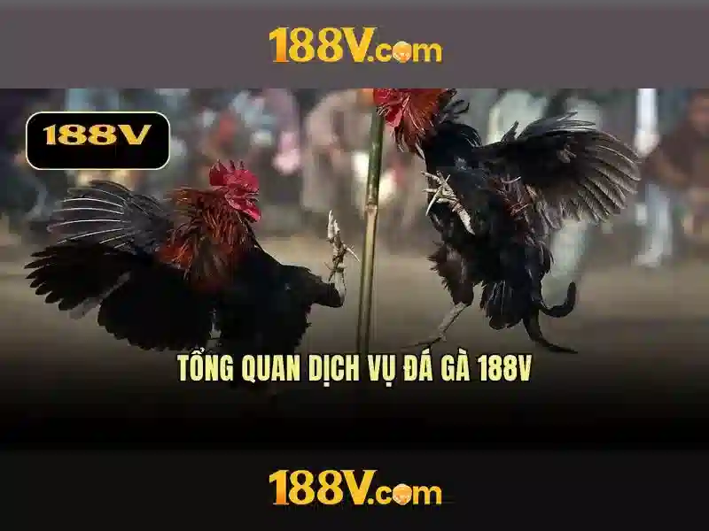 Bull Bull trực tuyến